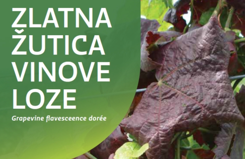 Spriječimo daljnje širenje zlatne žutice i propadanje vinograda